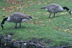 Branta canadensis