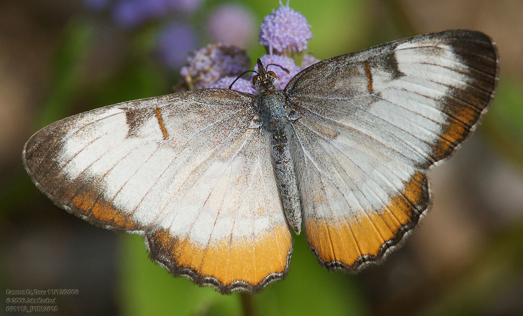 Common Mestra