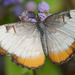 Mariposa Blanca de Borde Anaranjado - Photo (c) John Rosford, algunos derechos reservados (CC BY), subido por John Rosford