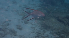 Trachinotus goodei