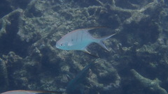 Trachinotus goodei