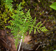 Cheilanthes hieronymi