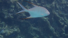 Trachinotus goodei
