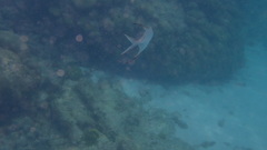 Trachinotus goodei