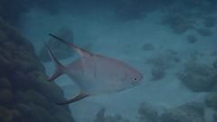 Trachinotus goodei