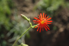 Silene laciniata laciniata