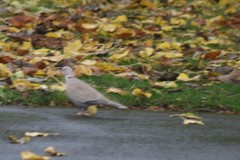 Streptopelia decaocto