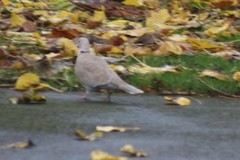 Streptopelia decaocto