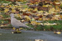 Streptopelia decaocto