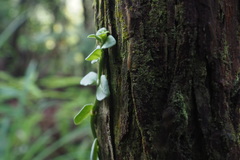 Psychotria serpens