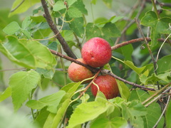 Melicoccus bijugatus