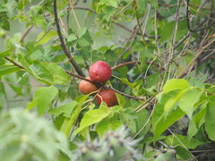 Melicoccus bijugatus