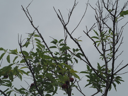 Casearia tremula