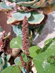 Amaranthus