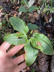 Croomia pauciflora
