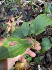 Croomia pauciflora