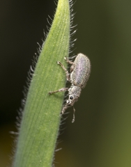 Polydrusus roseus