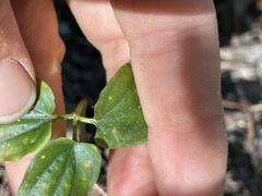 Croomia pauciflora