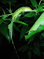 Pseudocalotes tympanistriga