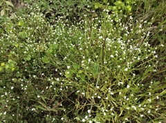 Plagiobothrys bracteatus