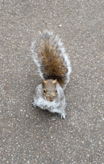 Sciurus carolinensis