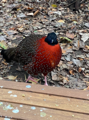 Tragopan satyra