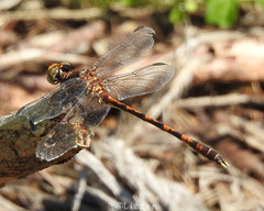 Progomphus alachuensis