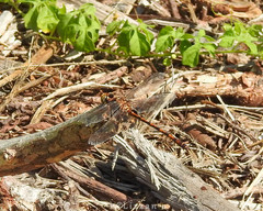 Progomphus alachuensis