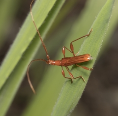 Chenoderus testaceus