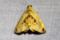Eulepidotis osseata