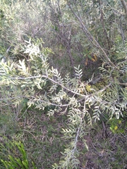 Schinus lentiscifolia