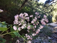Peteravenia malvifolia