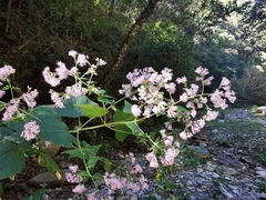 Peteravenia malvifolia