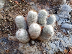 Mammillaria dixanthocentron