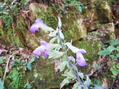 Salvia urolepis