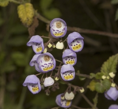 Jovellana punctata