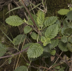 Jovellana punctata