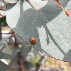 Paropsisterna fastidiosa