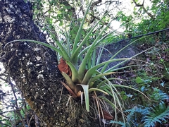 Tillandsia parryi