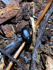 Pterostichus lama
