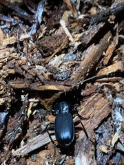 Pterostichus lama