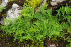 Cheilanthes hieronymi