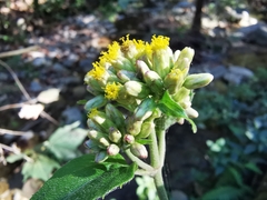 Schistocarpha eupatorioides