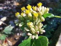 Schistocarpha eupatorioides