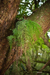 Pecluma pectinatiformis