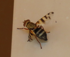 Ceroxys