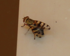 Ceroxys