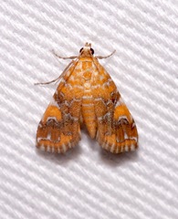 Elophila nebulosalis