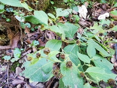 Greenmaniella resinosa