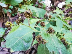 Greenmaniella resinosa